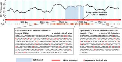 Genetic regulation of THBS1 methylation in diabetic retinopathy